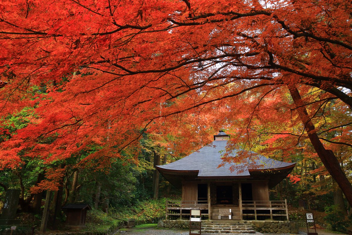 IwateILC's tweet image. Iwate is pretty all year round, but I do have a fond spot for these gorgeous autumn colors! 
The Kitakami mountains, home to the candidate site of the ILC, are probably a carpet of scarlet and gold right now 🍁
More about fall in the area: 
iwate-ilc.jp/eng/ktimes/fal…