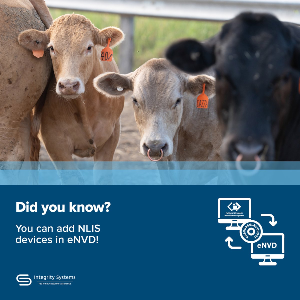 If you're sending livestock off your property, you can now upload NLIS device (tag) details for outgoing animals directly into eNVD. 

Once submitted, the receiver can view the livestock’s device details via their eNVD account before the animals even arrive.