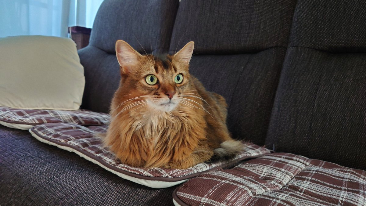 そらぽよページ くそぽ🐈️ 🍛🥞🍜🍣 🍅🥬🌿 (@kusopzX) / Posts / X