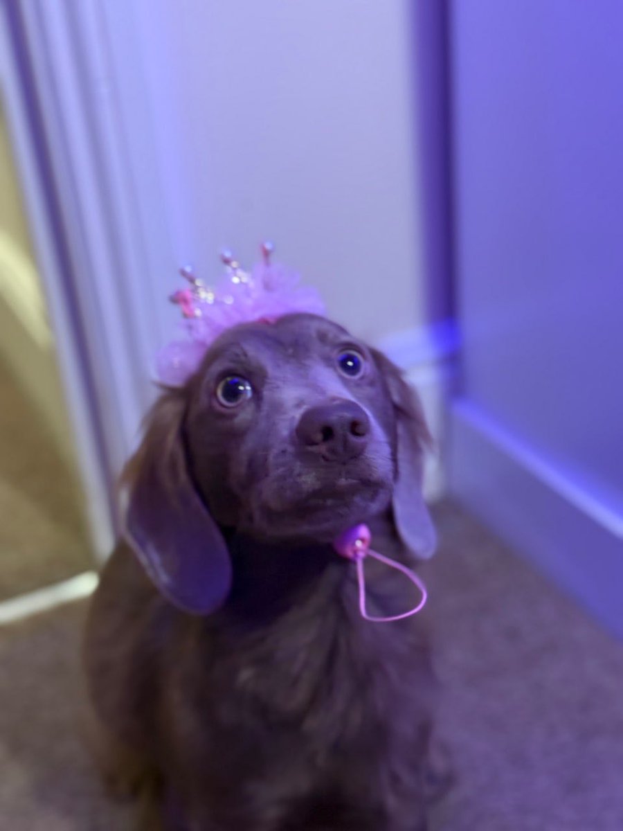 lucyyflutter's tweet image. Every queen deserves her crown 🫶