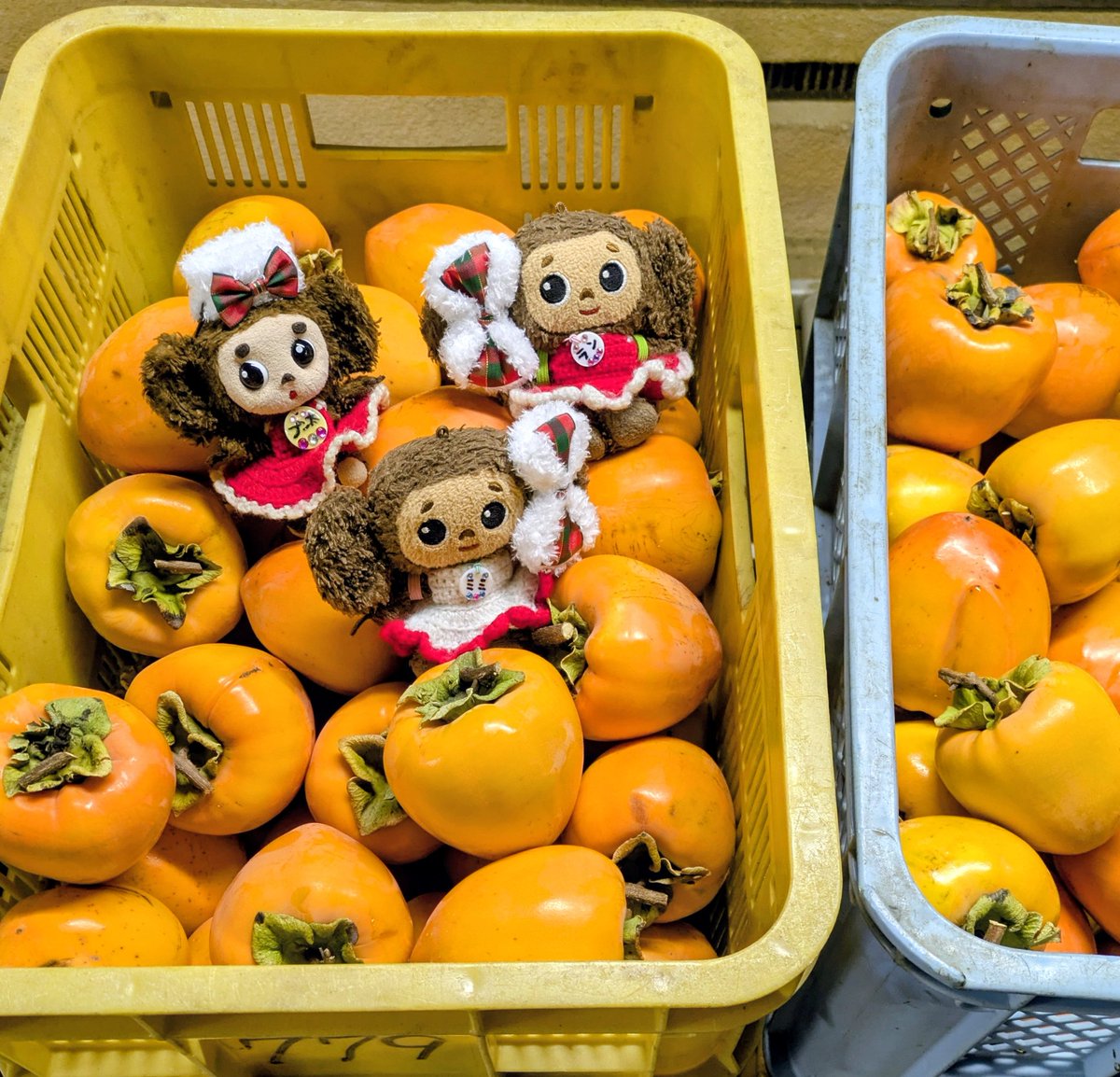 ころ柿づくり始まったよ〜
#よぴ家の日常
#チェブラーシカ
#ころ柿