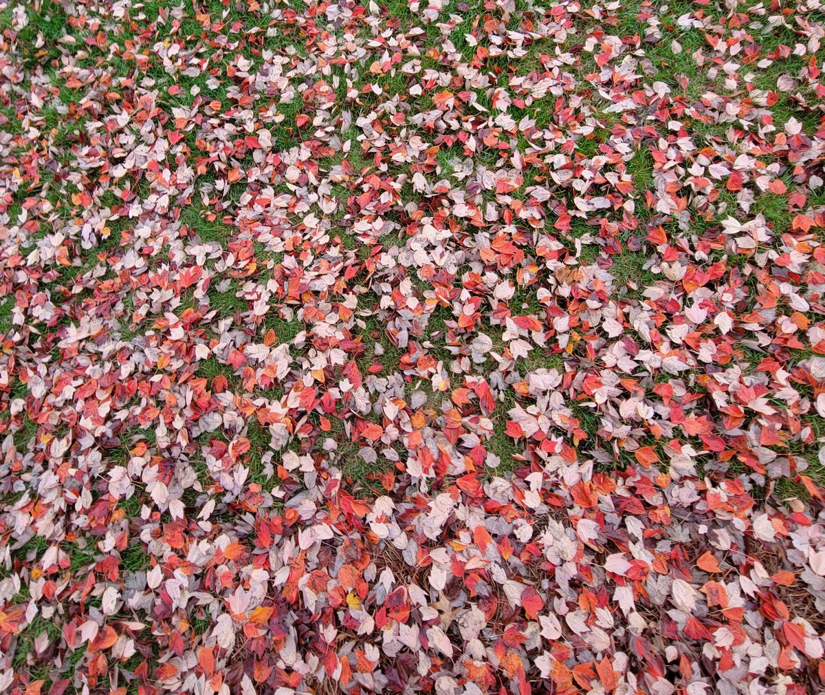 RootShootsImage's tweet image. 