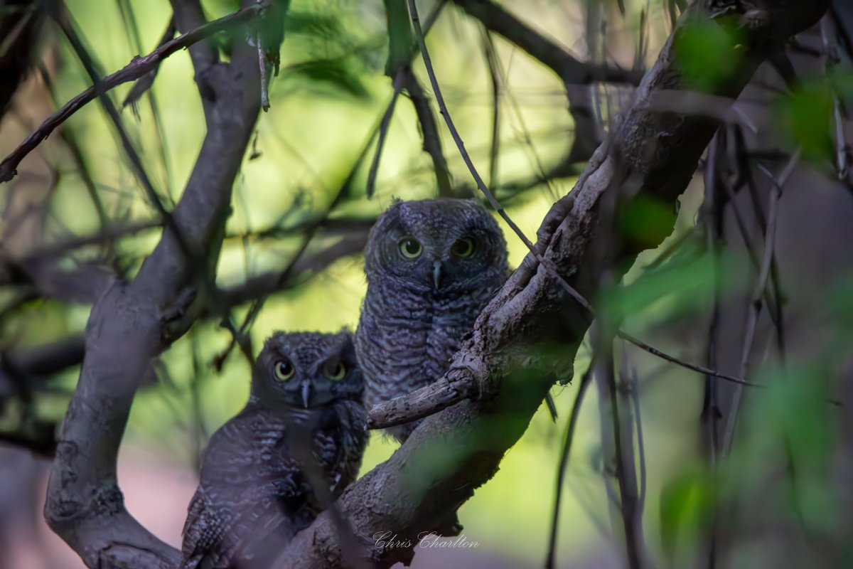 CSDCPhoto's tweet image. Screech Owls!🦉This picture cost me 18 🦟mosquito bites on my left side of my back and arm.  I like that the owl in the center seems to have posed for the photo.  I wont go through all the reasons the quality is low because I don&apos;t care that much, I think the photo is awesome!😎…
