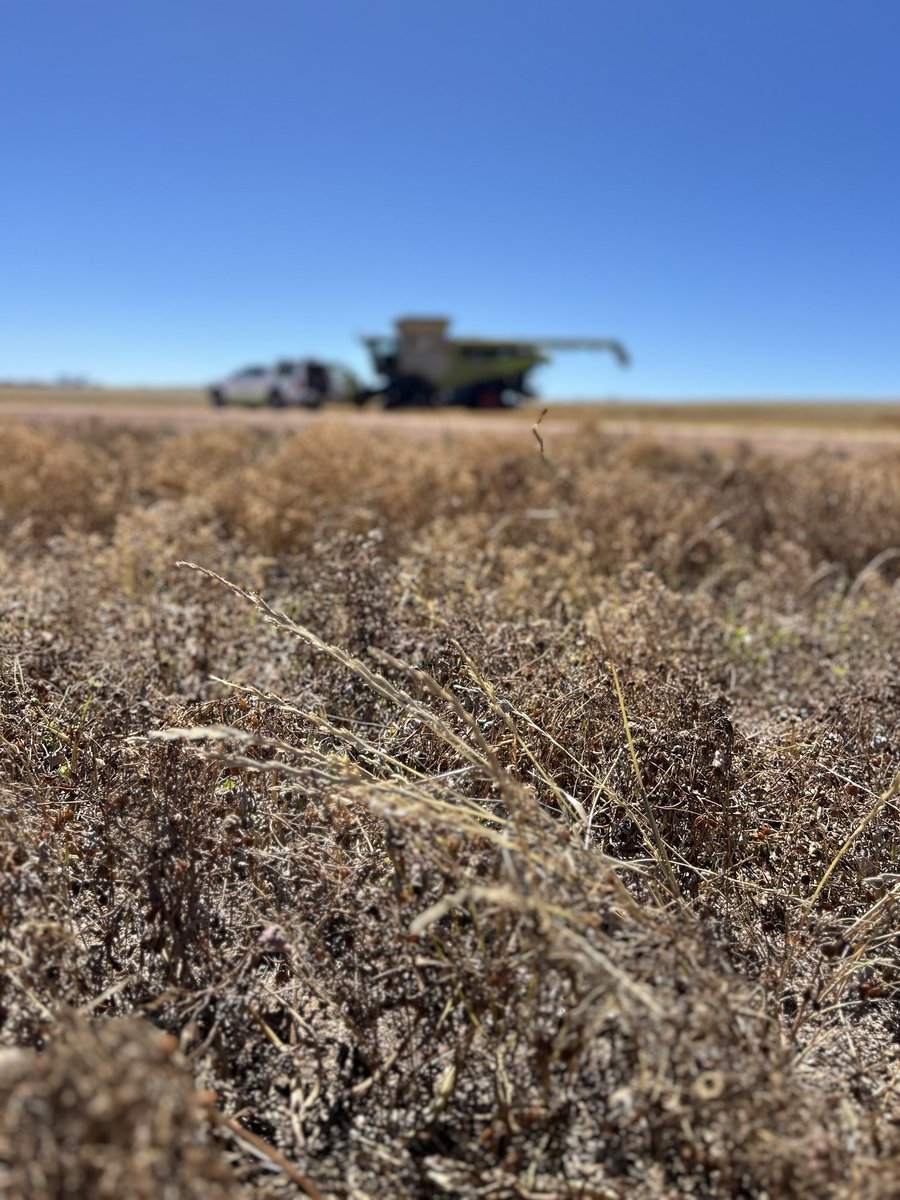 seed_terminator's tweet photo. ARG about to be introduced to Terminator on the EP 😎

#Lentils #HWSC #Terminate25 @Weedsmart https://t.co/Rt7Y6pV1GA