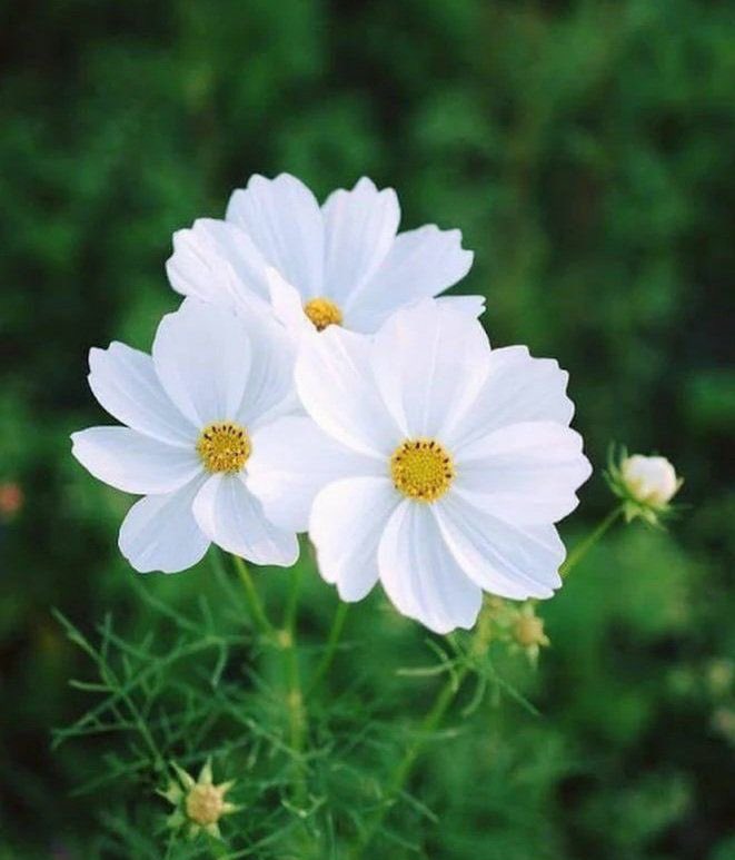 Өглөөний мэнд 🔅

Happy Wednesday everyone. Have a day as wonderful as you 🍃❁⃘𓈒❁⃘𓈒❁⃘
#flowers #TLを花でいっぱいにしよう 
#NatureLovers 
   (📷 MTAV048)