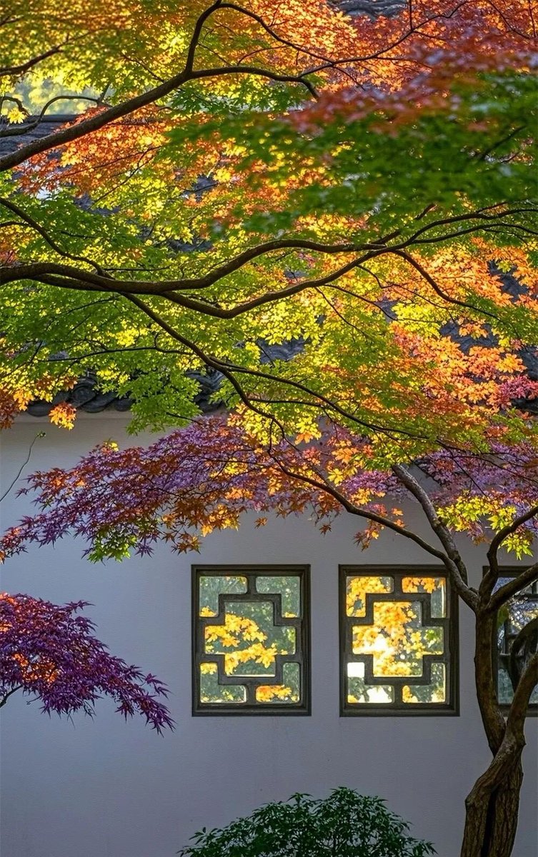 aishuzhan's tweet image. 中式庭院的秋日美学，惊艳了时光！