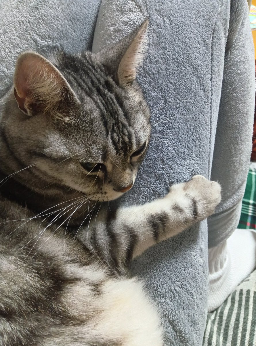 31クレープ tweet media