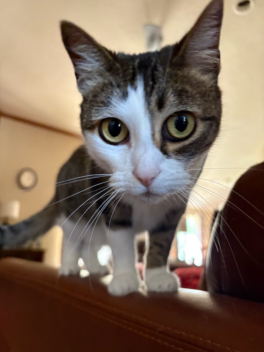 VonAllenOK's tweet photo. @ChefReactions The people who we got Gracie from said she was found in a dumpster. She is quite the diva and living the best life. You are doing the Lord’s work, Chef! https://t.co/VX91Z3I5jT
