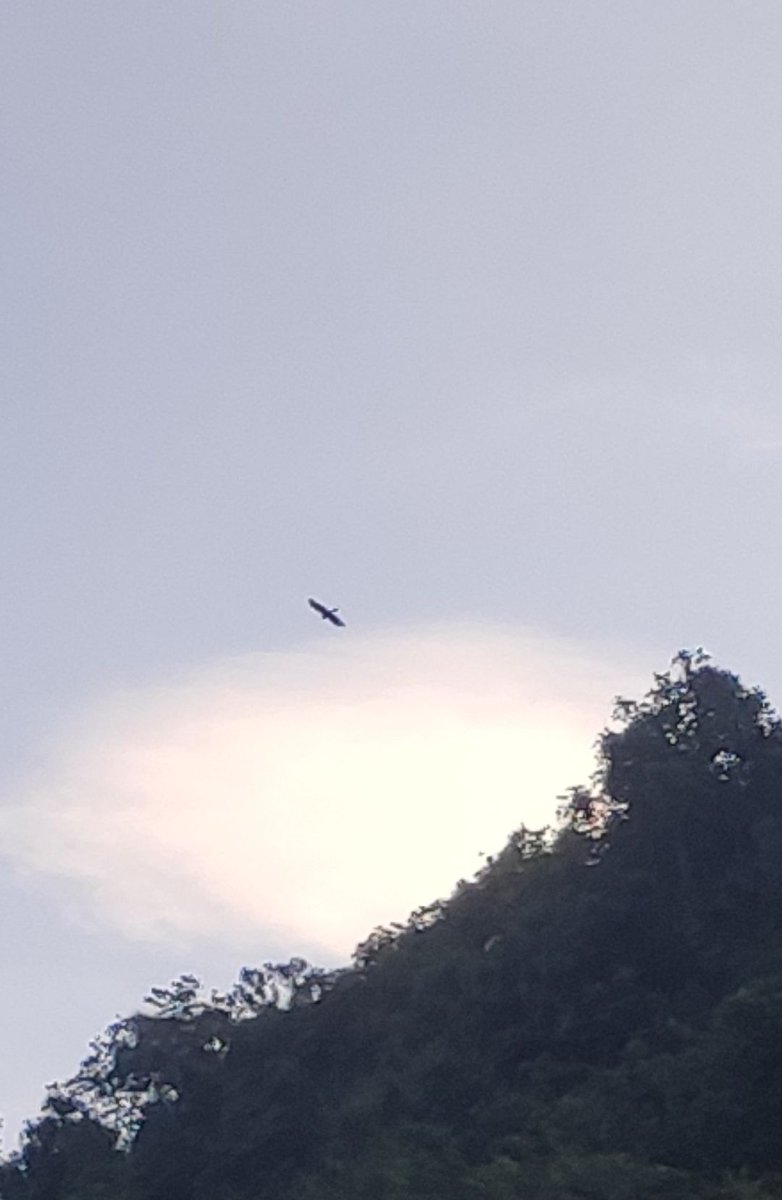 Black Kite🦅
Seems like want to catch a fish for its breakfast