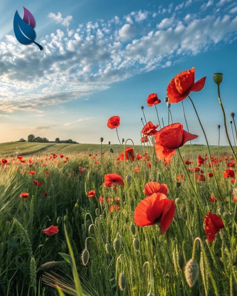 Compassionate_O's tweet image. Today, we remember with gratitude and compassion all those who served and sacrificed for peace. May we honour their legacy through kindness and care for one another. #RemembranceDay