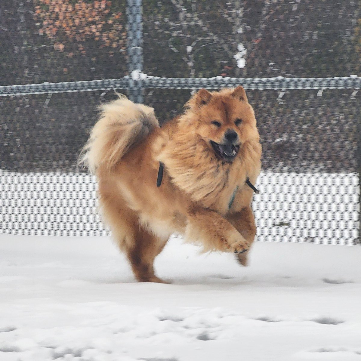 LokiTheLazyDog's tweet image. A majestic Arcanine has appeared! #arcanine #Pokemon #chowchow