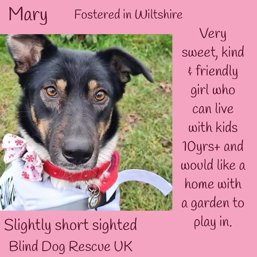 The Animal Team tweet media