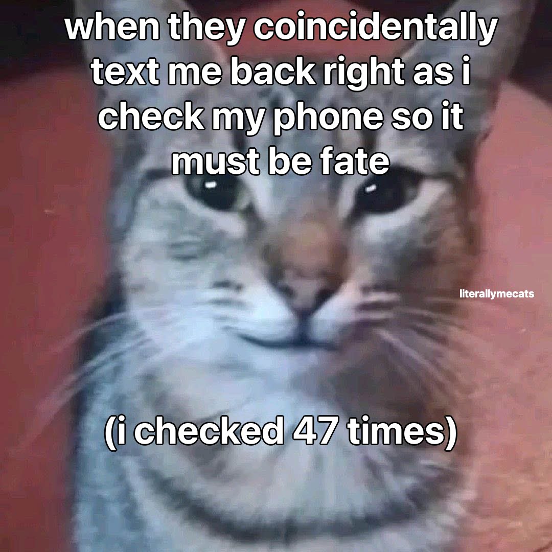 LiterallyMeCats tweet media