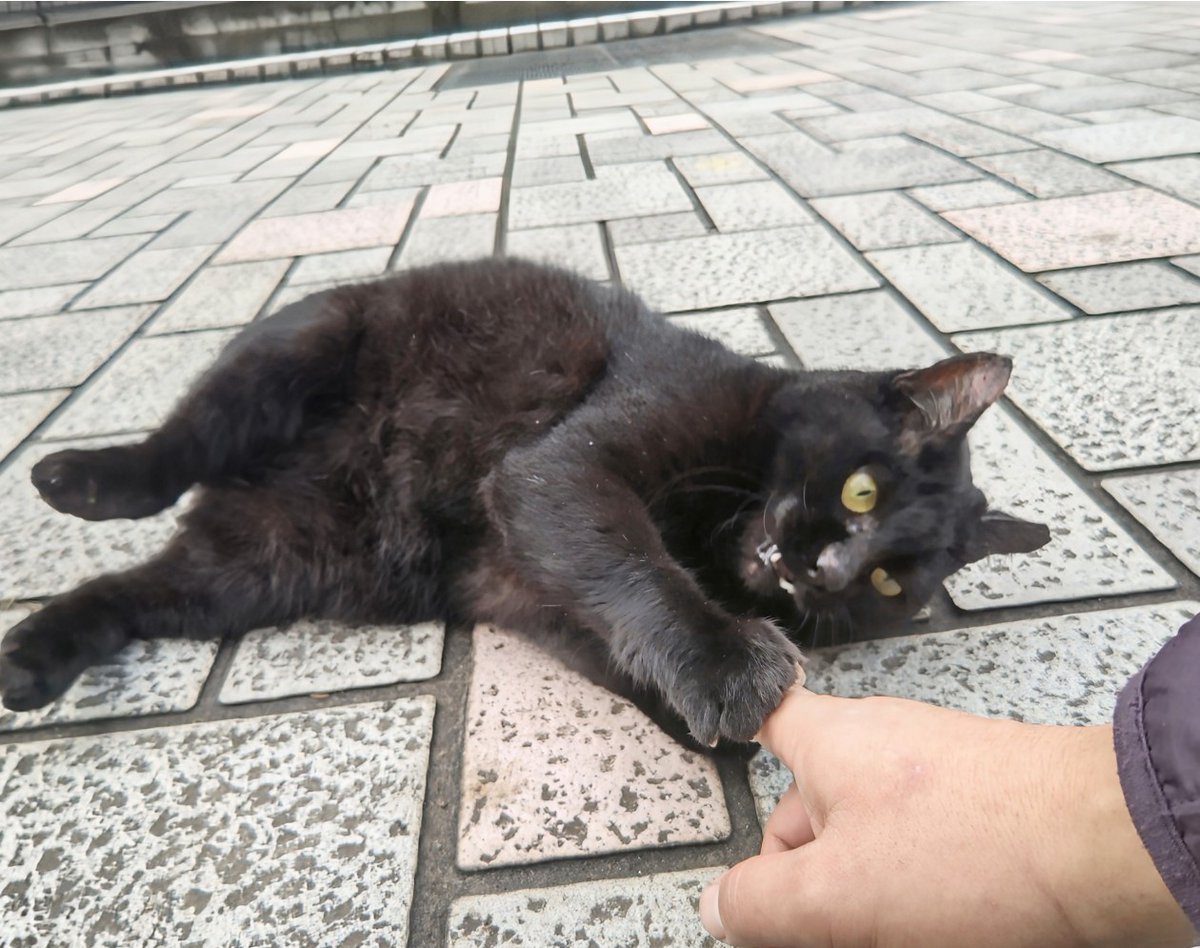 CROWSOFGANGSTA's tweet image. ■仲悪い振りして実は全員グル🤝
■それを支持者にもバレない様にする🛐
■｢国民は選挙でしか戦えません！｣
って認識を庶民に刷り込む📡

俺が権力者ならこれで支配する🔄(やめろ俺