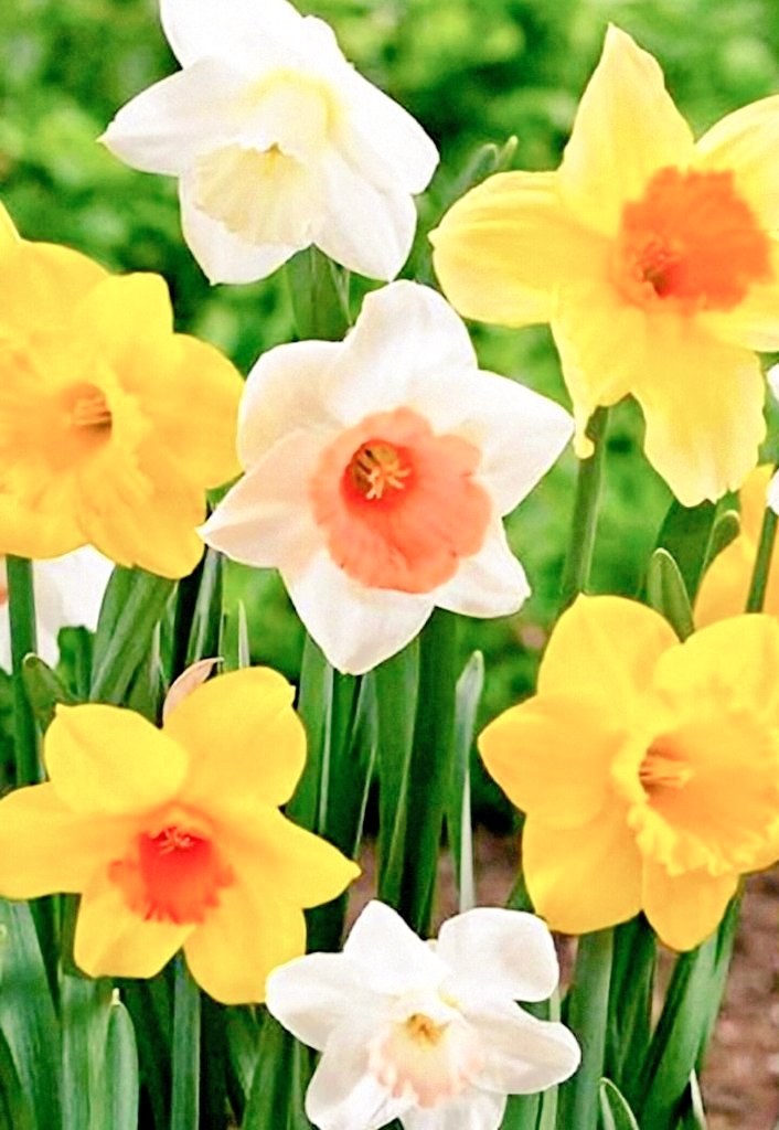 【速達付】❤ラブリーローズ錦❤ ✨白斑✨レア  双頭✨安心根付き✨ 速達付】❤ラブリーローズ錦❤ ✨白斑✨レア 双頭✨安心根付き✨