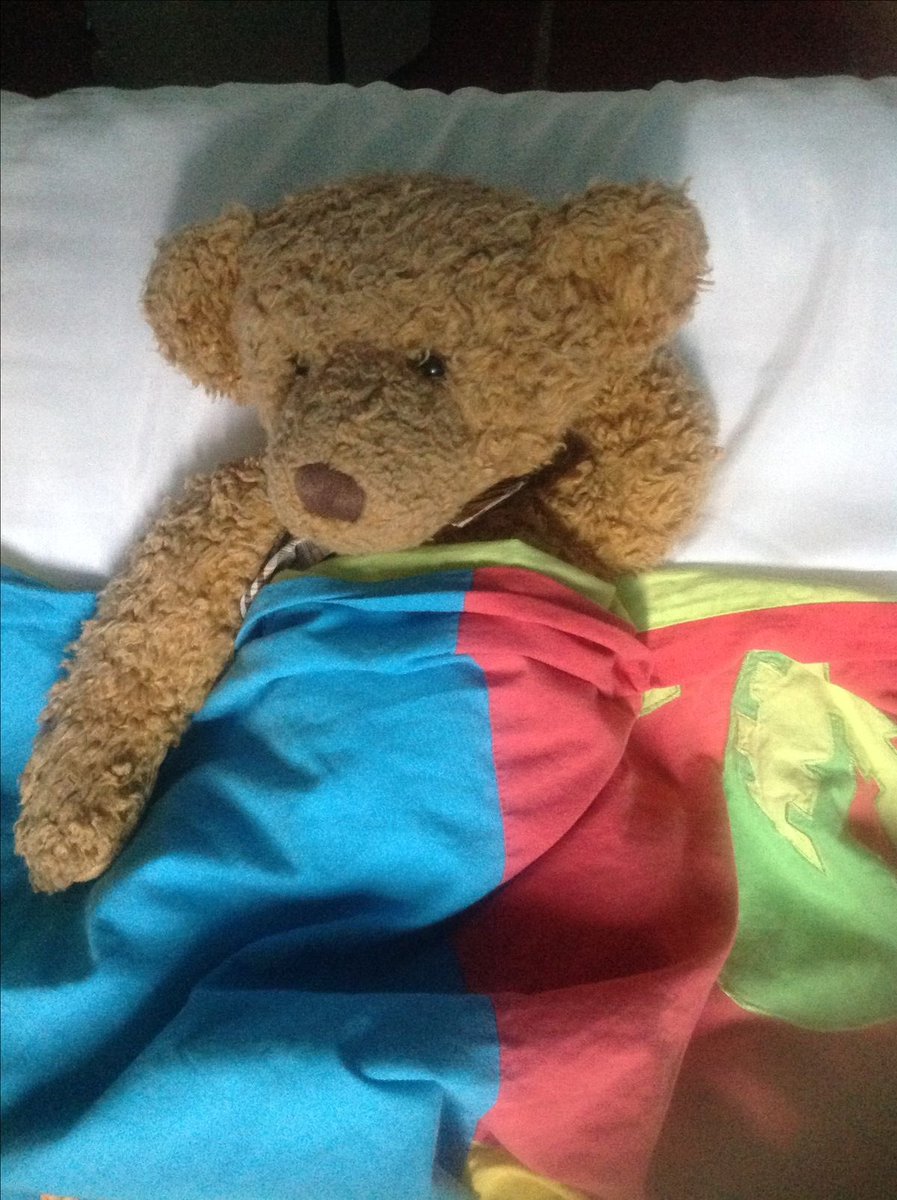 daily teddy bear daniel molloy tweet media