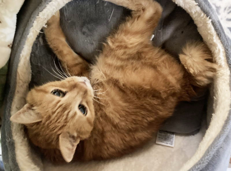 ハッピーにゃんにゃん on X