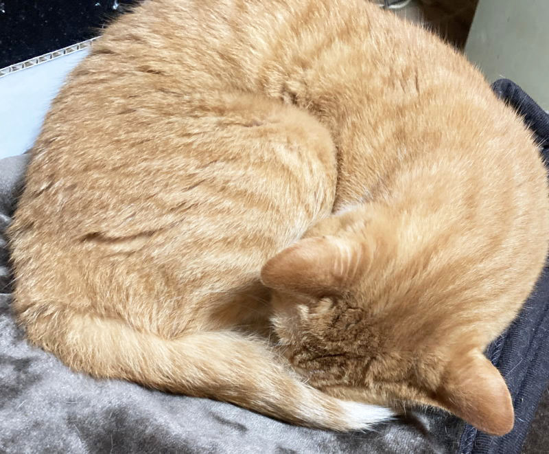 ハッピーにゃんにゃん on X