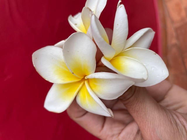 Dimova Lab now at @DimovaLab.bsky.social tweet media