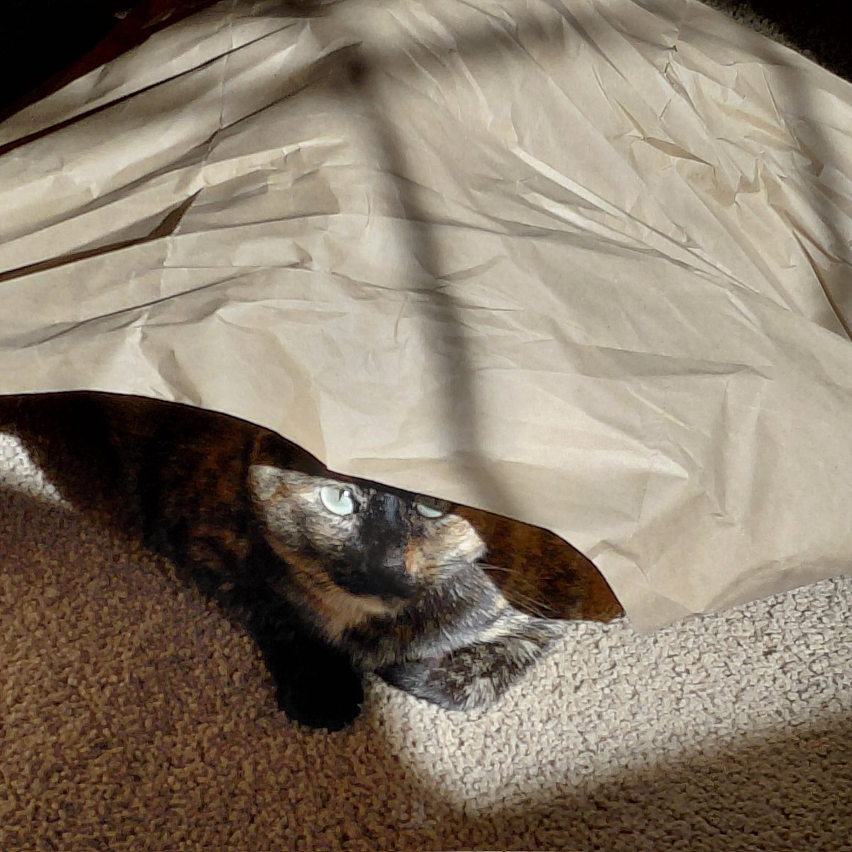 Happy is a cat in a brown paper fort.