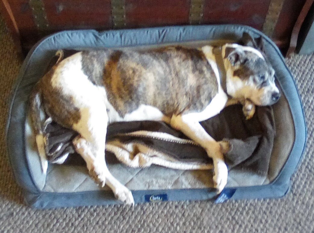 Acme_Computer's tweet image. Hi everyone if you could please pray for our poor Mollie she is very sick and may leave us soon😢🙏