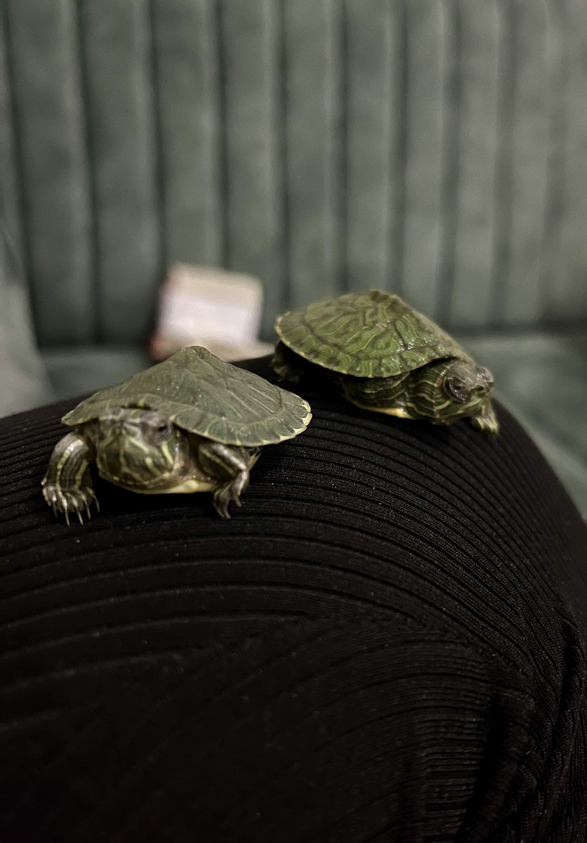 Hemen kaplumbağalarımın güzelliğine bakınnn 🥹🐢