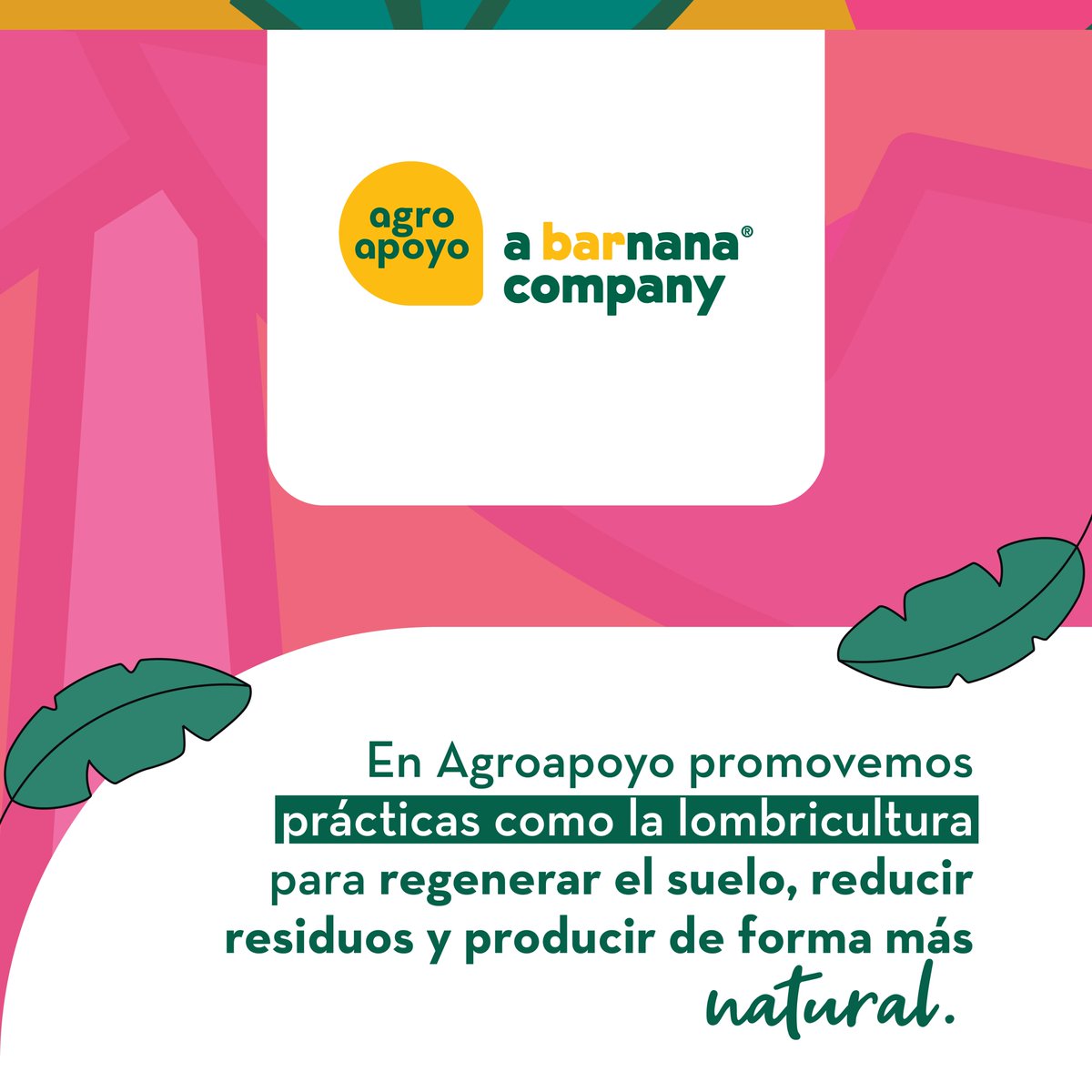 AgroapoyoEc's tweet photo. ¿Sabías que las lombrices también ayudan al agro? 🪱🌱
Con la lombricultura transformamos residuos en humus, un abono natural que regenera el suelo.
En Agroapoyo apostamos por una agricultura más viva y sostenible.
#Agroapoyo #Lombricultura #AgroSostenible #HumusDeLombriz https://t.co/p3WHyV3ZxA