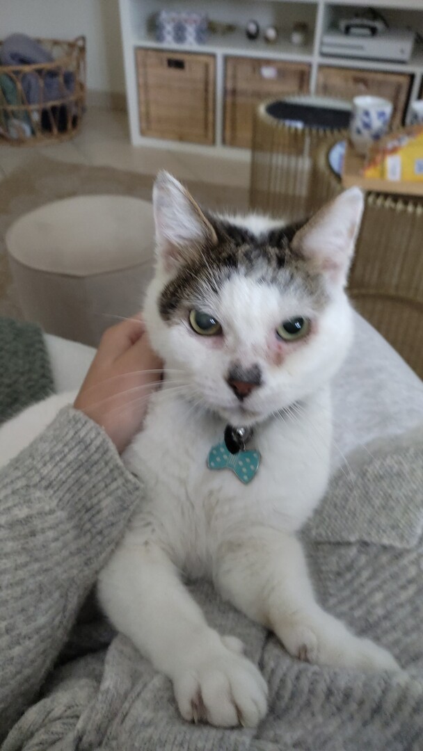 🟠 🐱 Chat perdu le 09/11/2025 à Bois-Guillaume (76230).
Race : Européen / Âge : 13 an(s)
Albert / Mâle / Identifié(e) : Non

☎️ 0638291842
📧  marthegossart@live.fr

#VigiPets #chatperdu #chattrouve #chat #perdu #trouve