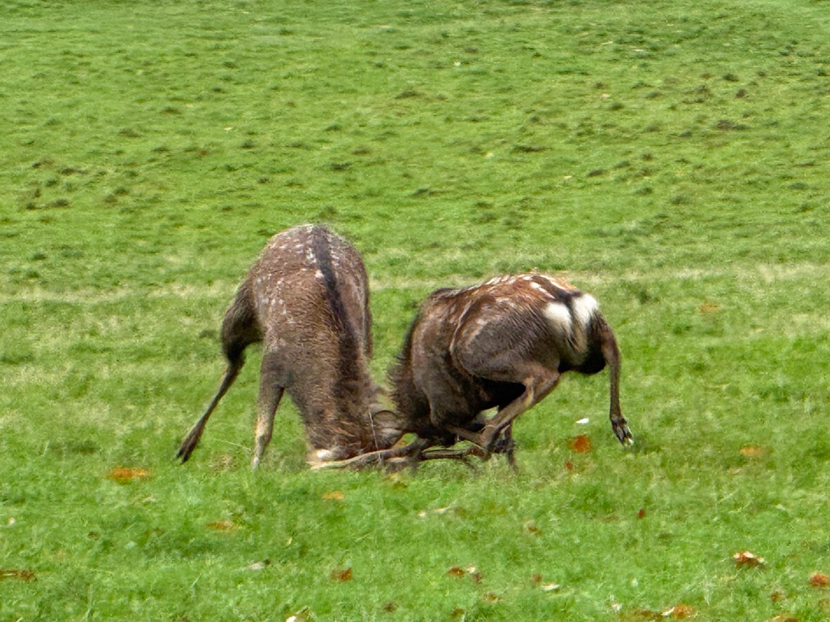 Two of the estates Sika stags were pumped up with testosterone today.
Conservation@althorp.com #rutting #Spencerestates
