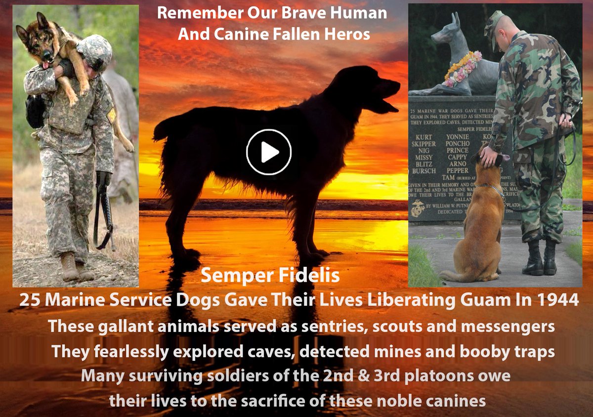 GregoryMancuso's tweet photo. 🥇My Salute To Our Veterans - Human & Canine
https://t.co/Wu3VI92MAr
🐕The Magnificent Marine Dogs
True tale of the valiant Marine service dogs who saved hundreds of soldiers lives
______
#dogs #doggy #nuttynunzi #canine #pets #animallover #animals #dogvideo #animalsvideo https://t.co/Id7fIPZoLI