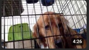 AlexHoodJpFan's tweet image. Hello, I came to inform you that My Dog, "Bear" Who's been with me since 2014 i guess has died of cancer today and has gone to the afterlife i guess. &amp;lt;;) i loved that dog, i'm gonna miss him by now i guess.

Please #payrespect to him. 🥲 #RestInPeace Bear. (2014? - 2025)...