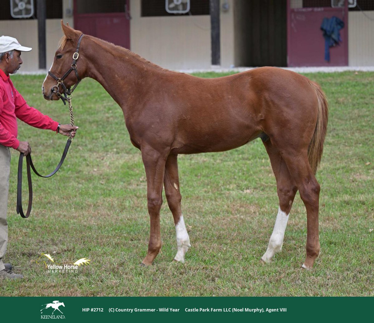 WinStarFarm's tweet image. These #FirstCrop weanlings by COUNTRY GRAMMER are #WorldClass as hip 2712 becomes the current session topping weanling, selling for $70,000 at the @keenelandsales November Sale!

Congratulations to buyer, Shortleaf Stable!