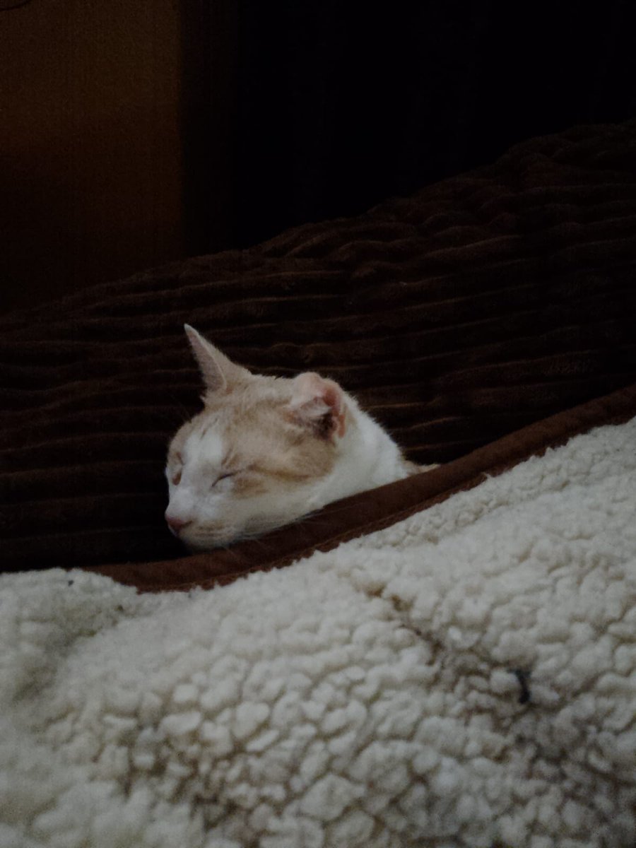 SavioR ඞ tweet media