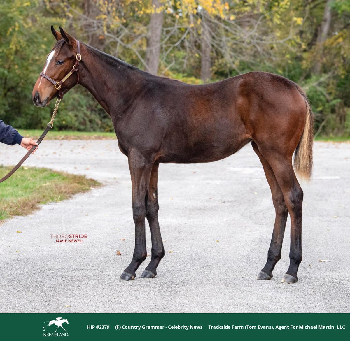 WinStarFarm's tweet image. Hip 2379 is #WorldClass as she sells for $75,000 at the @keenelandsales November Sale! You don't want to miss these #FirstCrop weanlings by COUNTRY GRAMMER!

Congratulations to buyer, Long Fellow Stables!