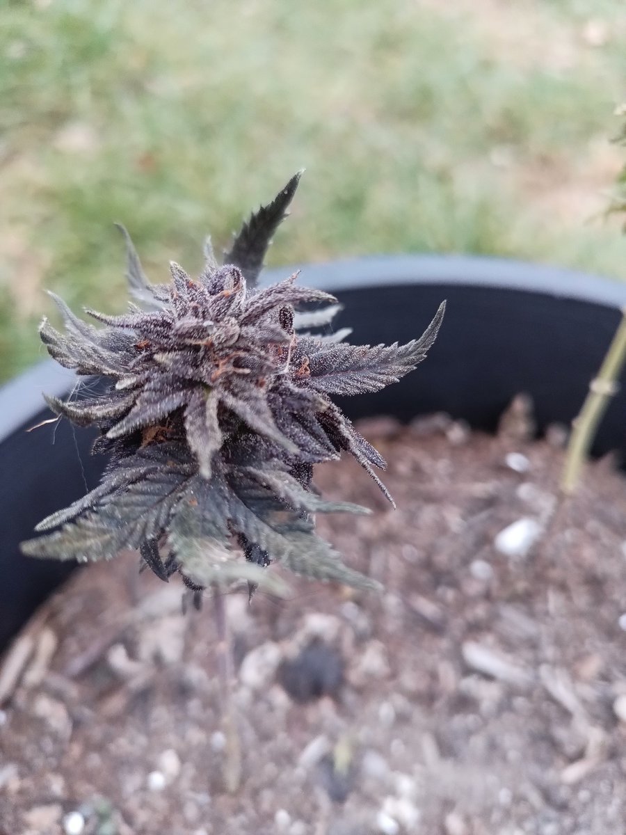 These lil baby seedlings were planted straight into soil at end of August and have been outdoors ever since. We have had some super cold nights lately , one night it got down to 18deg F and these plants still survived. They are cherry pie x big bud.  I thought they'd be dead by n