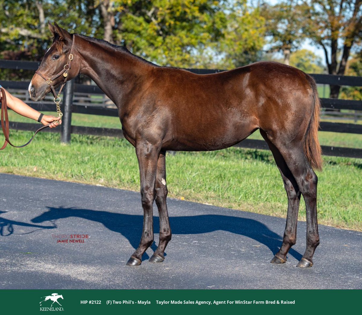 WinStarFarm's tweet image. Hip 2122 by TWO PHIL'S sells #2Fast at the @keenelandsales November sale as she sells for $100,000!

Congratulations to all connections!

#TwoPhils #FirstCrop #2Fast