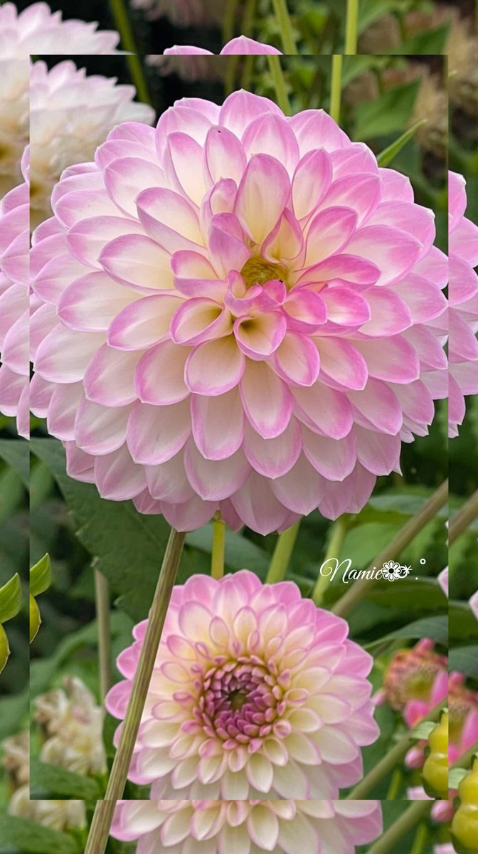 11月12日誕生花🌼

🩵エピスシア「可憐」
🩷ガーベラ「神秘的」

✨️誕生星「アフｪラッツ」
☘️星言葉『実を結ぶ美しき夢』

🧡誕生色「砂色」
☘️色言葉『芸術🎨』
🏵性質（努力と精進により頂点を極める人）

🍸誕生酒「カイピリーニャ」
（宝石の輝きのような瞳の持ち主）
⦁ﾟ｡ •. ✿⃬⃝ ⦁ﾟ🍓