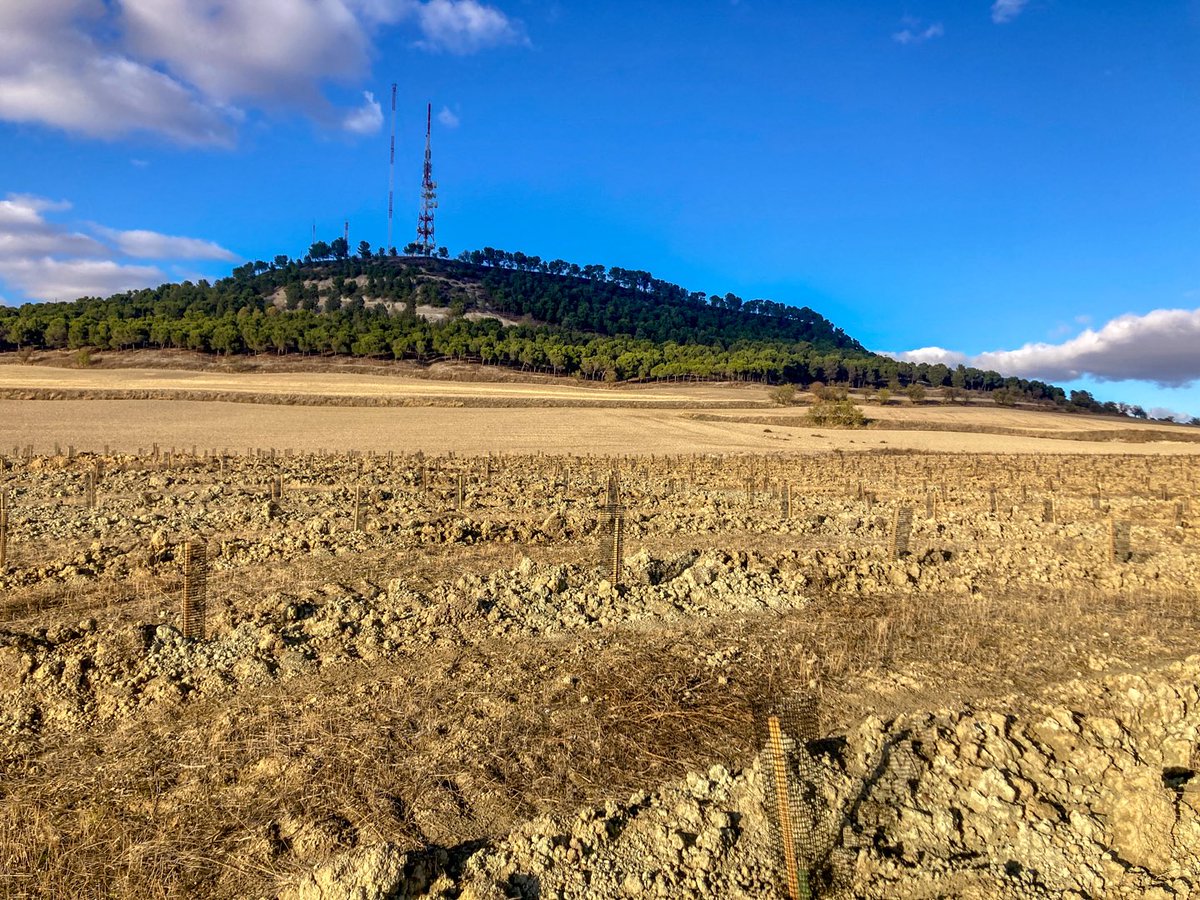 AyuntamientoVLL's tweet image. 🌿 El Cerro de San Cristóbal renace como un pulmón verde para Valladolid.

🔗 caminosdebiodiversidad.es/cerro-san-cris…

@FBiodiversidad #ProyectosPRTR #PlanDeRecuperación #NextGenerationEU @P_Recuperacion