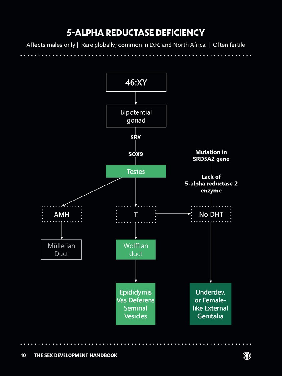 Much discussion today about Imane Khelif being a "woman" who should not be banned from the female sports category.

But all the reports we have, combining evidence from World Boxing and Khelif's endocrinologists, reveal that he has XY chromosomes, male level testosterone, and