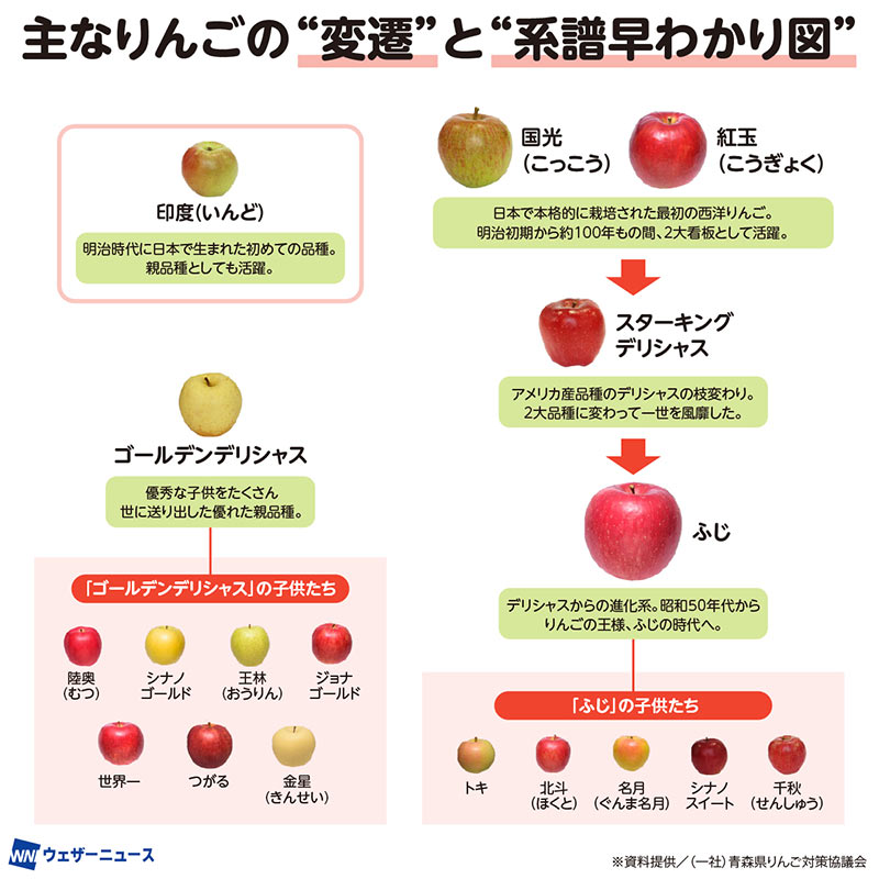 ねこ様(旧りんご様)確認ページ 🍎変遷や系譜】 お店に並ぶ今が旬のりんご。赤いサンふじや青りんごの