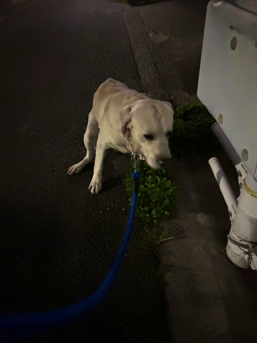 こてっちゃん on X