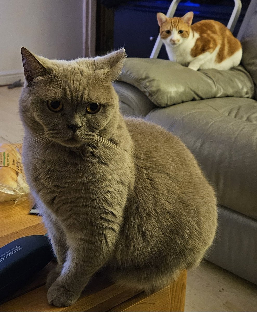 LilyRusty1's tweet image. ❤️🐈‍⬛️🐾 Goodnight to all my fur friends sweet dreams 💤 love from Lily 🐾🐈‍⬛️❤️

#CatsOfTwitter #CatsOnTwitter #Cat #cats #CatsAreFamily