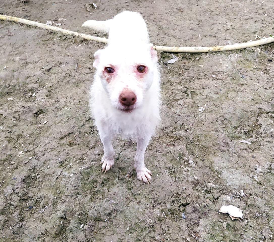 Pasa frio en la parcela, tienen diez perros pero este pobre lo está pasando muy mal, además, tiene malos los ojitos 😞😢💔
Pueblo de Cádiz
637528359