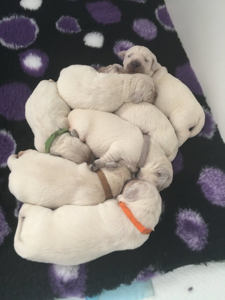 I received this photo five years ago today. Somewhere in this puppy pile was a little pink-collar girl who would go on to steal my heart (and my shoes).

It’s her birthday today. My precious girl. I’m going to smother her in kisses.