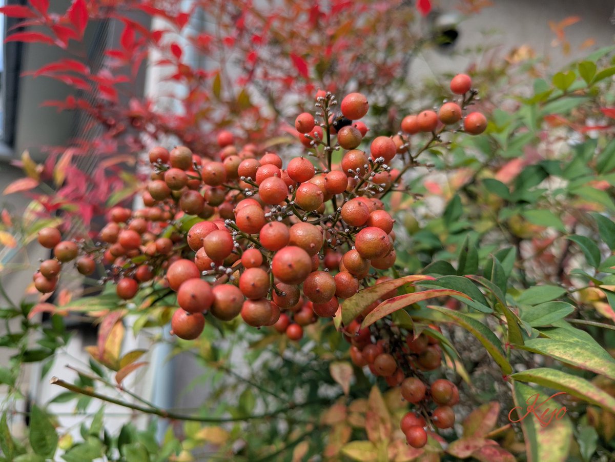 mam(*ov.v)幸せになろうよ☘️ (@mammam4049) / Posts / X