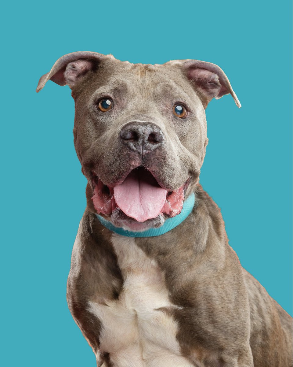 Homeward Bound Pet Adoption Center tweet media