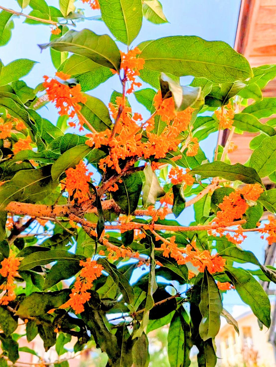 ぴことこ（感謝） あんこ on X