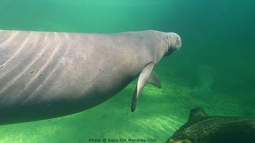 Latest Manatee Update from Blue Spring! The river temp had dropped to 67.3F (19.6C). The wind was very bad. 60 manatees were counted. Adoptees Annie and calf and Lily were there.