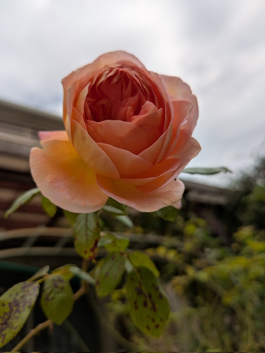 ちーちゃん (@3tQy5nQ8gE0xzcG) / Posts / X