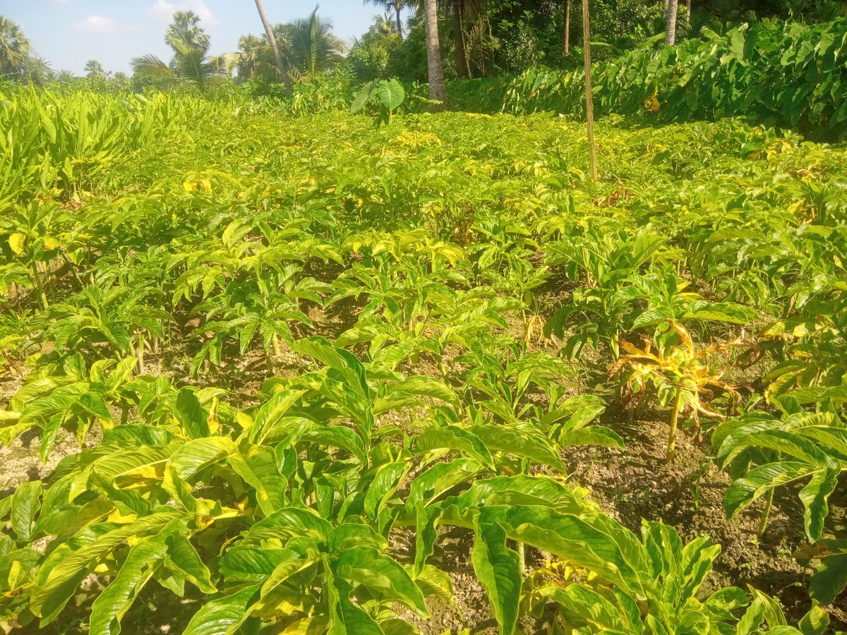 SESDOBD's tweet photo. SESDO's 3A Model: To Promote Sustainable Agroforestry, Agrobiodiversity and Agrotourism 

#agrobiodiversity #agroforestry #agrotourism #sustainableagriculture #smallscalefarmers #3AModel #SESDO #sesdobd #Satkhira #Bangladesh #sustainablelivelihoods https://t.co/91fZKiqaQf